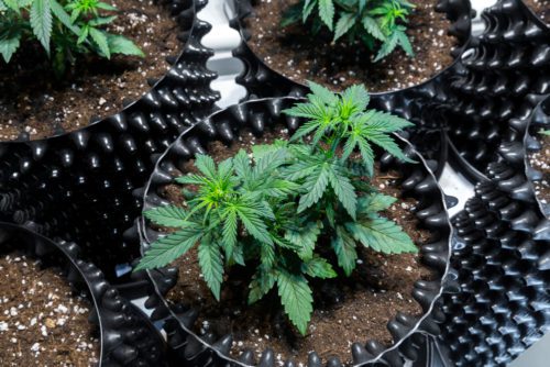 Strafbarkeit des Anbaus von Cannabis zur Eigennutzung bei Schmerzpatienten