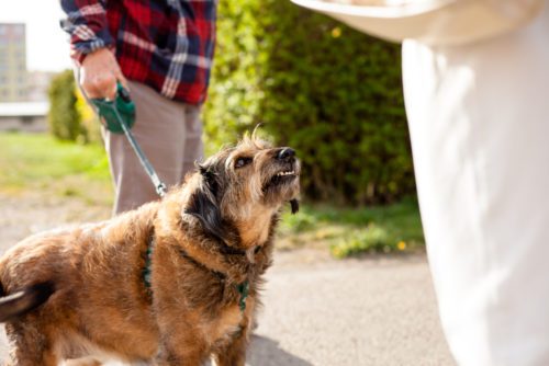 Fahrlässige Körperverletzung - Aufsichtspflichten eines Hundehalters