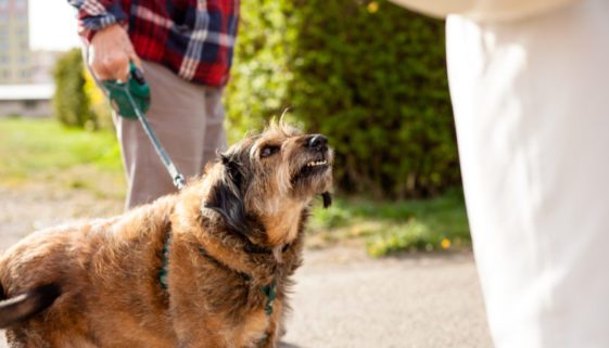 Fahrlässige Körperverletzung - Aufsichtspflichten eines Hundehalters