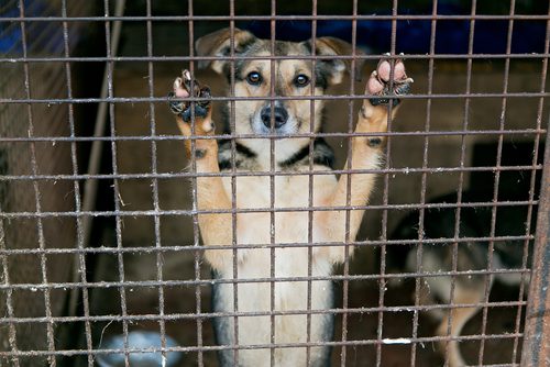 Verstoß gegen Tierschutzgesetz - Feststellungen zum Begriff "erhebliche Leiden von Tieren"
