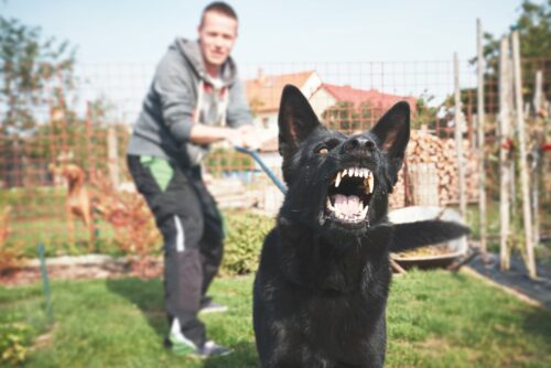 Strafbarkeit eines Hundehalters wegen fahrlässiger Körperverletzung für Bissverletzung