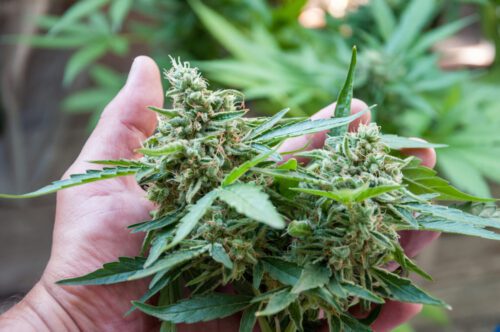 Besitz von Cannabis zum Eigenkonsum - Menge