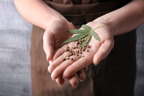 Hanfsamen und Cannabissamen bestellen - Strafbarkeit