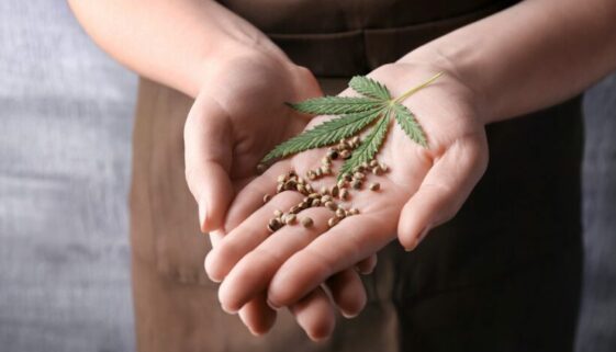 Hanfsamen und Cannabissamen bestellen - Strafbarkeit Hanfsamen und Cannabissamen bestellen - Strafbarkeit