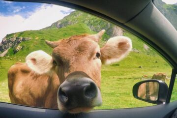 Tierhalterhaftung – Beschädigung eines geparkten Kraftfahrzeugs beim Kuhabtrieb