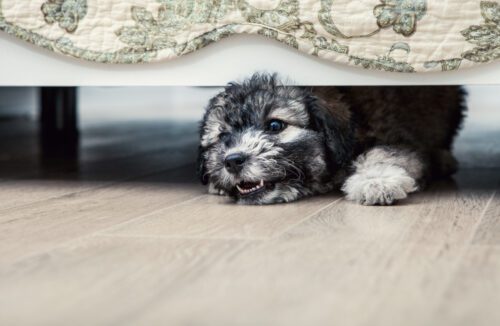 Fahrlässige Körperverletzung durch Unterlassen - unbeaufsichtigt in Wohnung laufender Hund