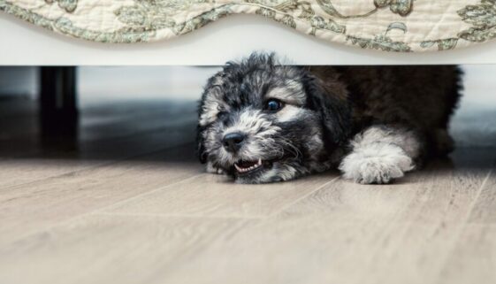 Fahrlässige Körperverletzung durch Unterlassen - unbeaufsichtigt in Wohnung laufender Hund Fahrlässige Körperverletzung durch Unterlassen - unbeaufsichtigt in Wohnung laufender Hund
