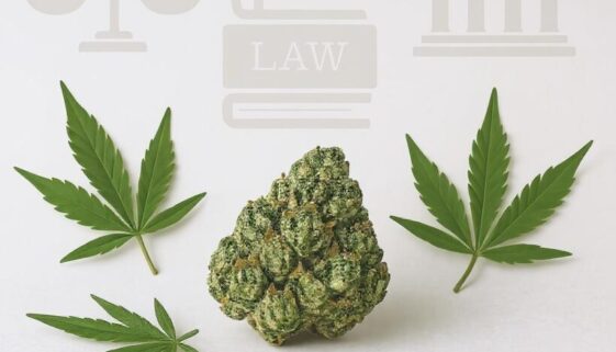 cannabis-betaeubungsmittel-2