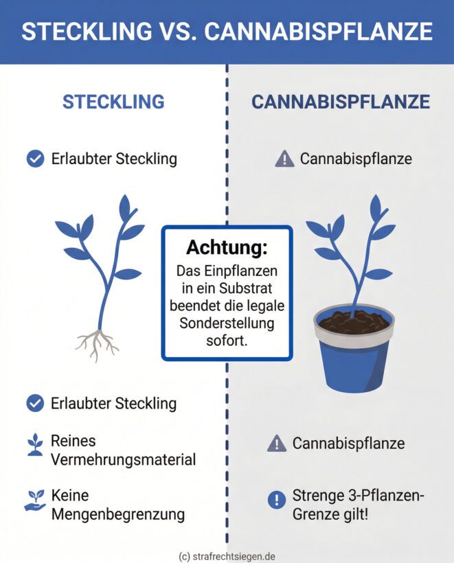 Infografik: Gegenüberstellung von einem erlaubten Steckling ohne Substrat und einer rechtlich regulierten Cannabispflanze im Topf. Eine Trennlinie in der Mitte markiert das Einpflanzen als juristischen Wendepunkt, ab dem die strenge 3-Pflanzen-Grenze des KCanG gilt.